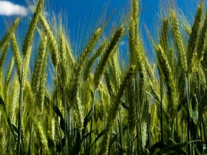 cool-wallpaper-wheat-field